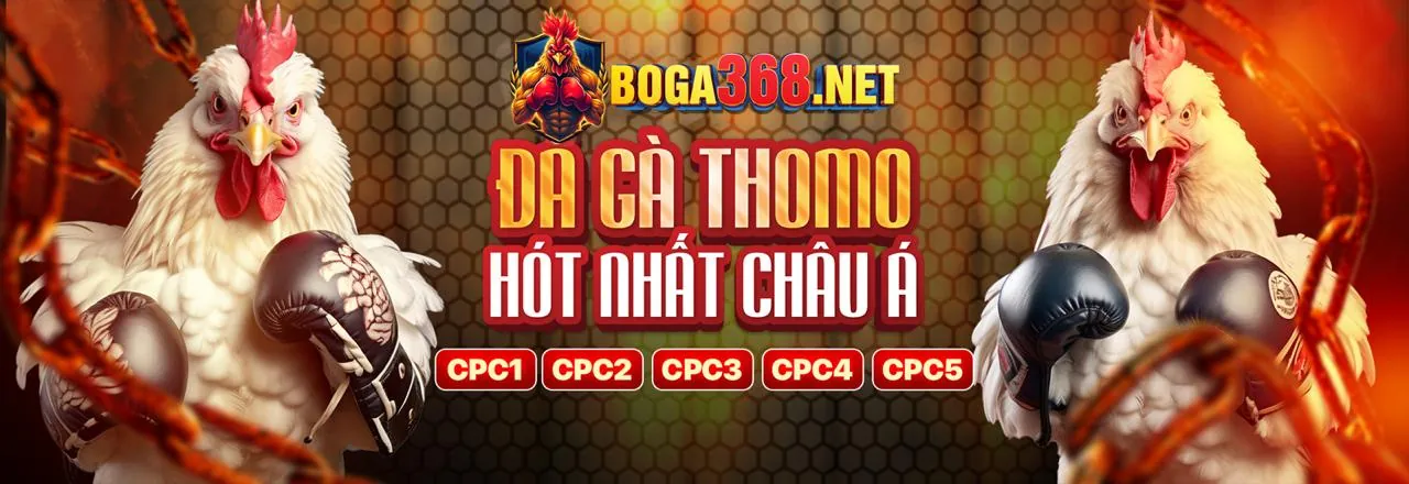 Sân đá gà kịch tính tại Bigboss Chính Thức
